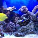 Proud to be Italian: A Conversation with Ciao Pittsburgh’s Founder, Jack De Leonibus 6 tank3