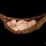 Italian-American Profiles of Success: Natalie Bolea 5 Portrait Newborn 2172