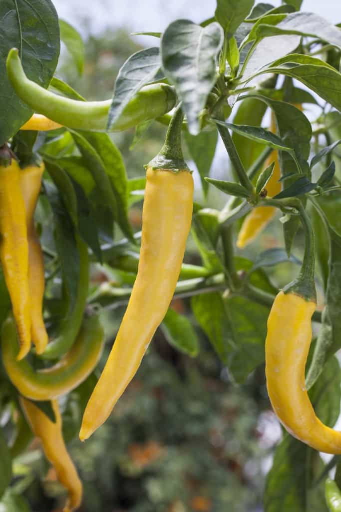 Golden cayenne peppers_photocredit_BonniePlants