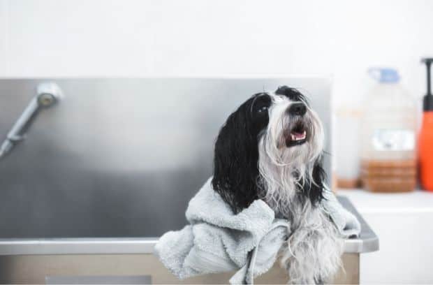 It’s Bath Time: Signs Your Dog Needs a Bath