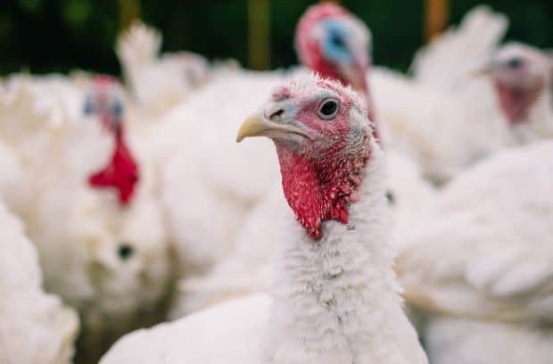 Differences Between Wild and Farm Turkeys