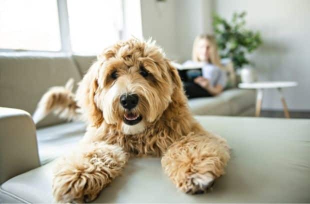 Tips for Finding Dog Care While You’re on Vacation