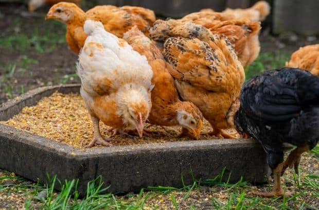 2 Tips for Growing Your Own Food