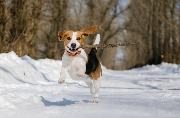 Activities That Train and Entertain Your Dog