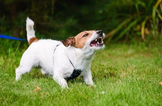 Emotional Behavior in Dogs to Watch Out For