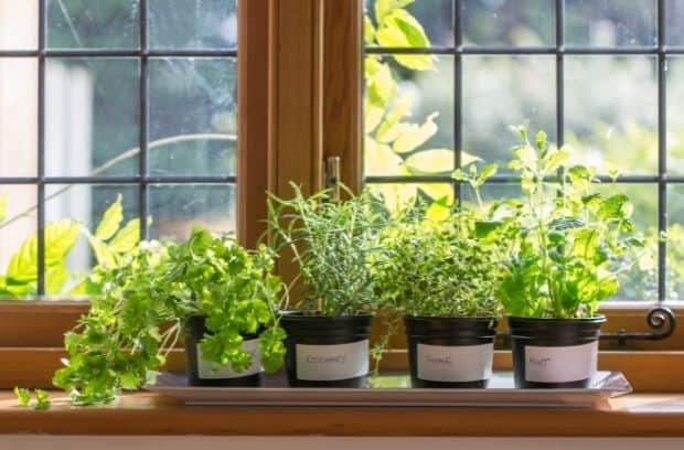 Everything You Need to Start an Indoor Herb Garden Today
