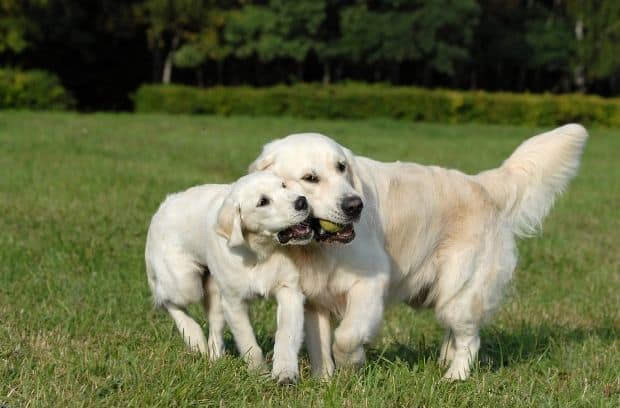 The Friendliest and Most Social Dog Breeds