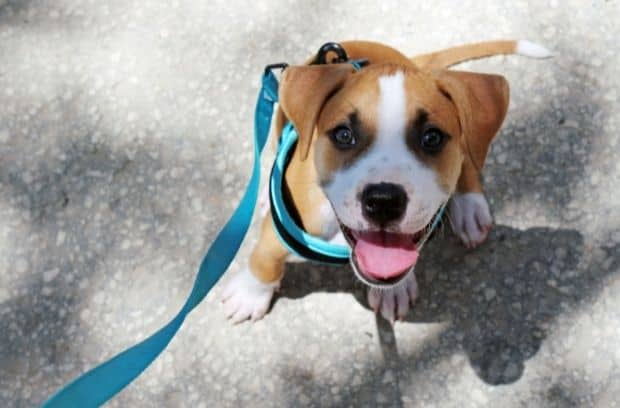 How To Prepare for Your First Puppy-Training Class