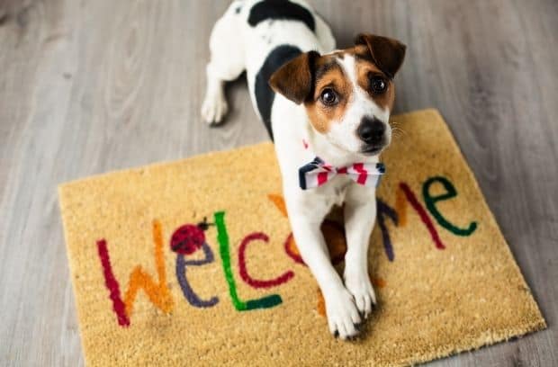How To Create a Starter Kit for a New Dog Owner