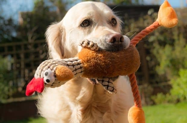 What To Leave With Your Pet When Boarding