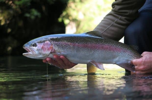 The Best Weather Conditions for Trout Fishing