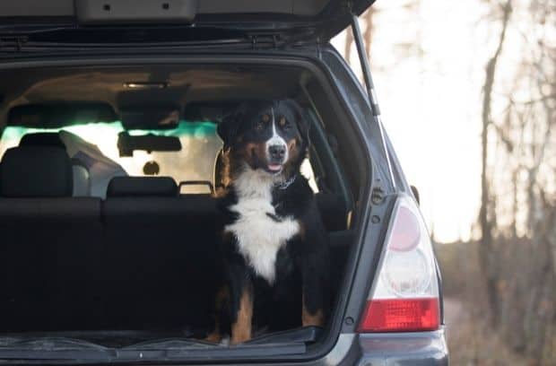 Ways To Help Calm an Anxious Dog During Car Rides