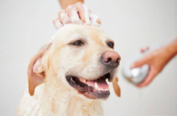 Why Grooming Your Dog Is Essential During the Summer