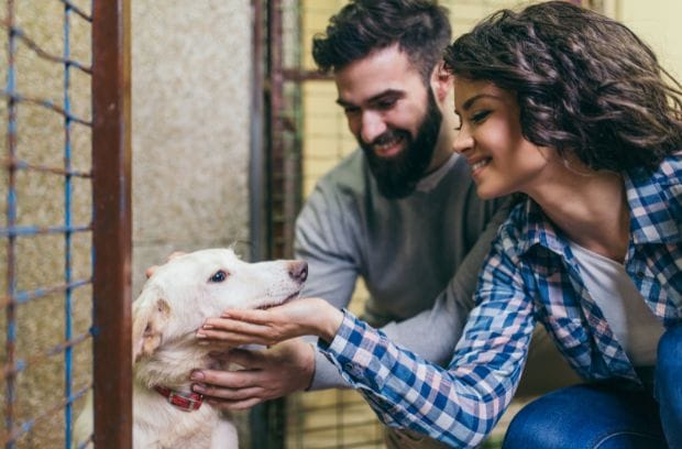 Helpful Tips for a Successful Dog Adoption