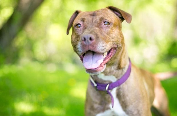 Should My Dog Wear a Collar All the Time?