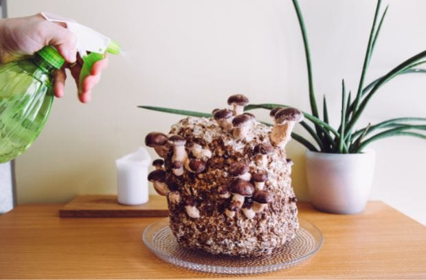 The Best Types of Grain for Growing Mushrooms