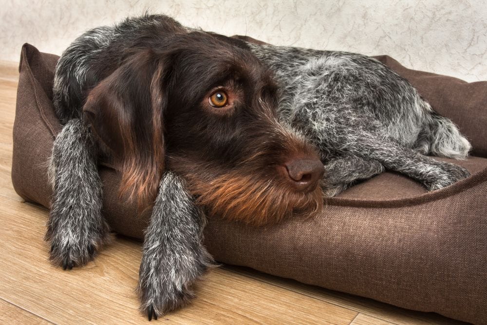 Things To Consider When Choosing a Bed for Your Dog