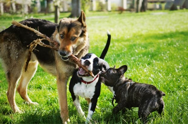 4 Signs That You Can Trust Your Dog Boarder