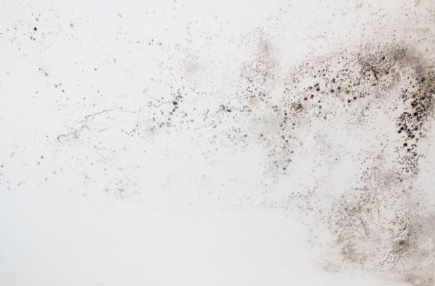 Debunking Common Misconceptions About Mold Growth