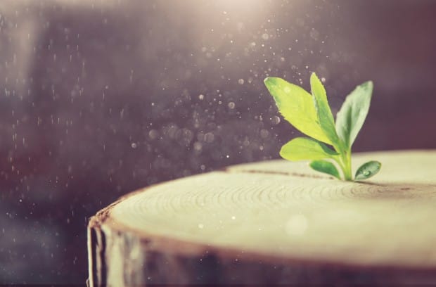 A small plant is sprouting from the crack formed in a wooden stump. The sun shines on the tiny plant, illuminating it.