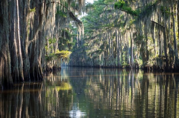 A river runs through tall mangrove trees. The mature mangrove trees tower over the water as the sun shines through them.