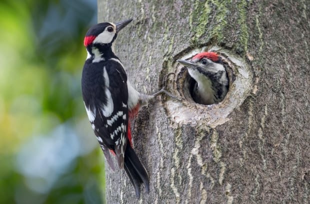 Two woodpeckers perched on a tree. One is outside the drilled hole and the other is sitting inside with its head out.