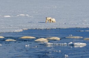 Two polar bears stand on ice that is floating on water while a herd of beluga whales swim in the water.