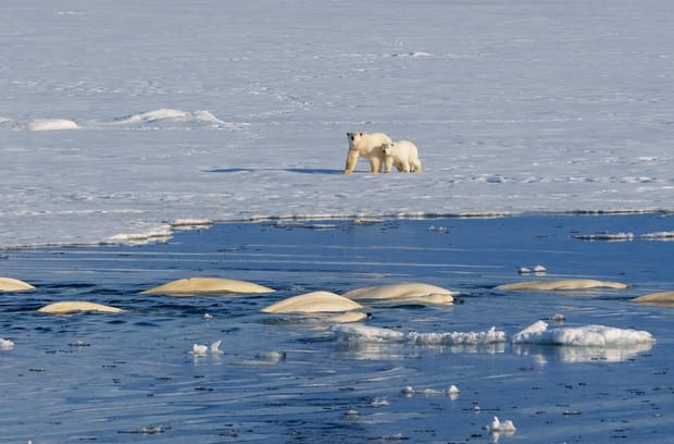 Two polar bears stand on ice that is floating on water while a herd of beluga whales swim in the water.