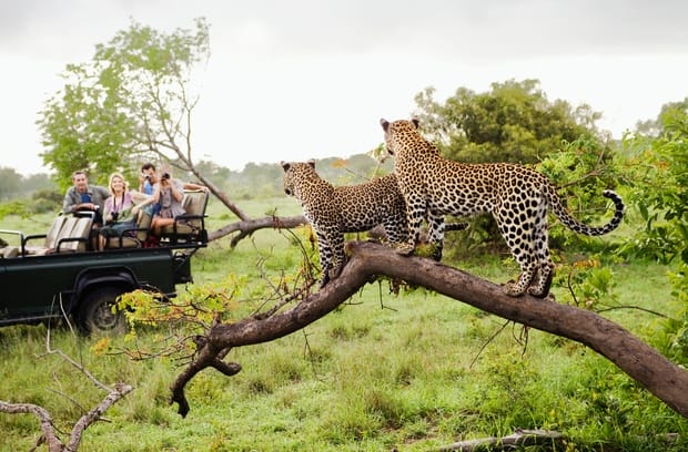 Two leopards are standing on a large, broken tree limb, looking at four tourists who sit in a safari vehicle.