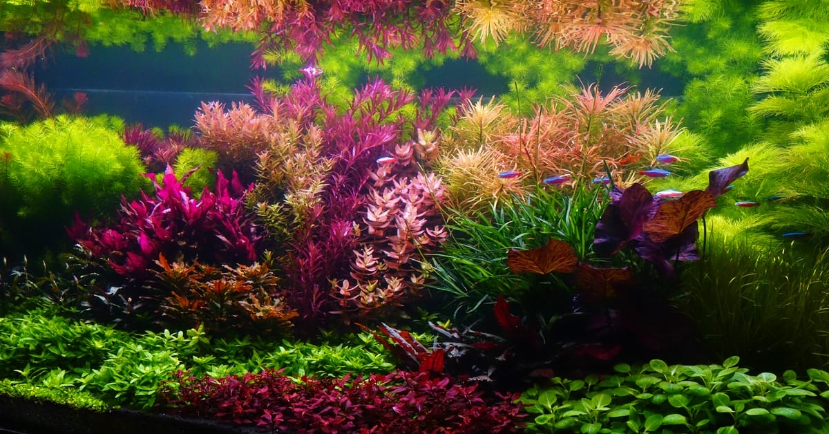A school of small red and blue fish swim in a freshwater tank with vibrant green, pink, red, and purple plants.